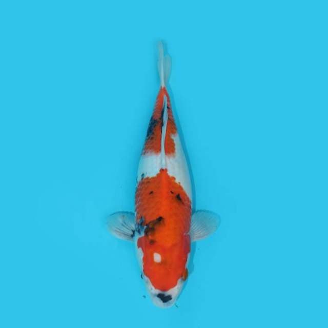 YG_SHOWA TATEGOI_32 CM