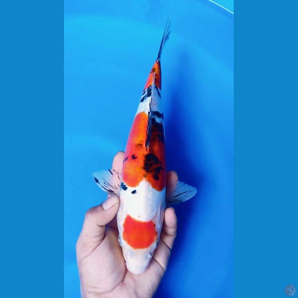 F 33CM DOITSU MARUTEN SANKE