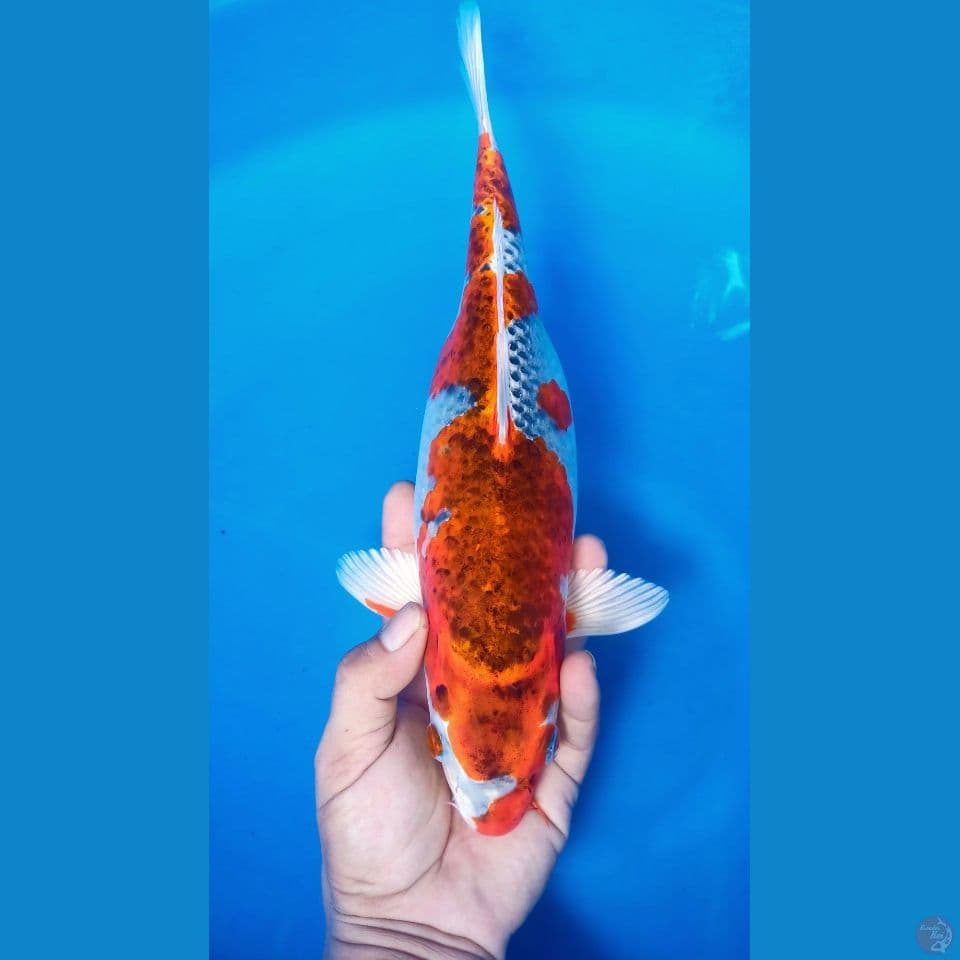 F 36CM RED KUJAKU