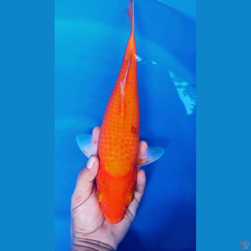 F 38CM HAJIRO