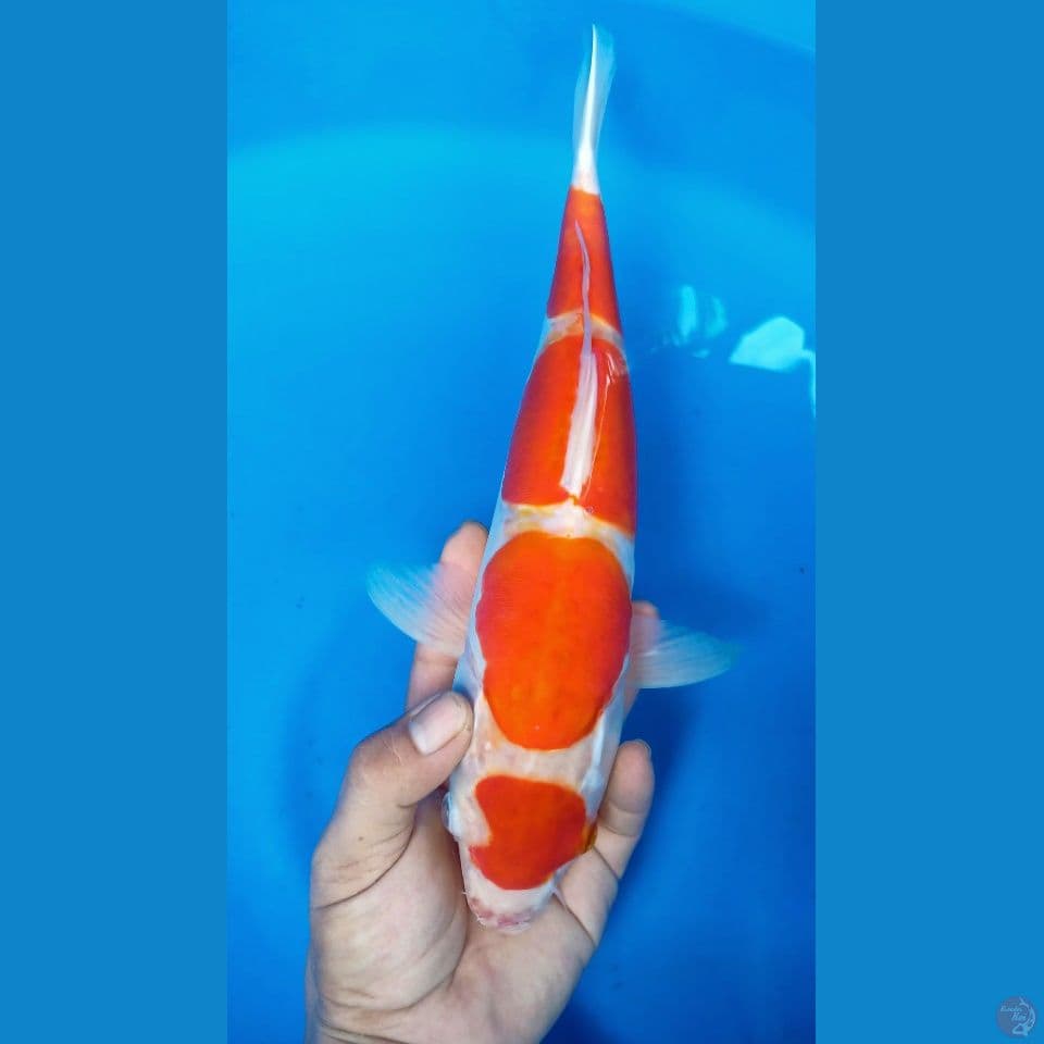 M 37CM KOHAKU DOITSU