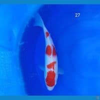 Yondan kohaku