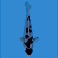 Budho goromo 21cm~original~