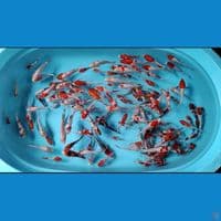 BIBITAN MIX SANKE KOHAKU 100EKOR SIZE 8-12CM 