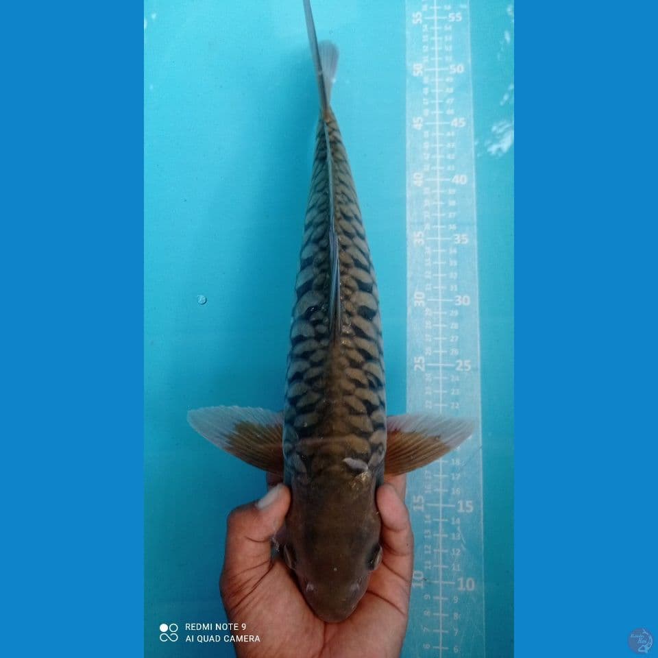 SISIK NAGA 46CM
