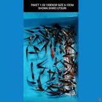 PAKET 1 BIBIT SHOWA SHIRO UTSURI 100EKOR 6-10CM