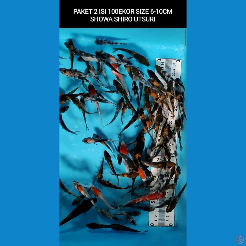 PAKET 2 BIBITAN SHOWA SHIRO UTSURI 100EKOR 6-10CM