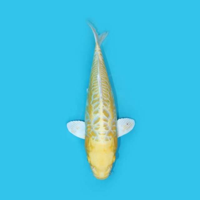 YG_YAMABUKI OGON_36 CM