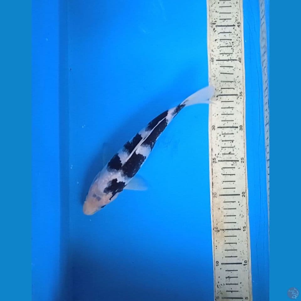 siro 25cm