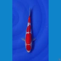 maruten kohaku doit 