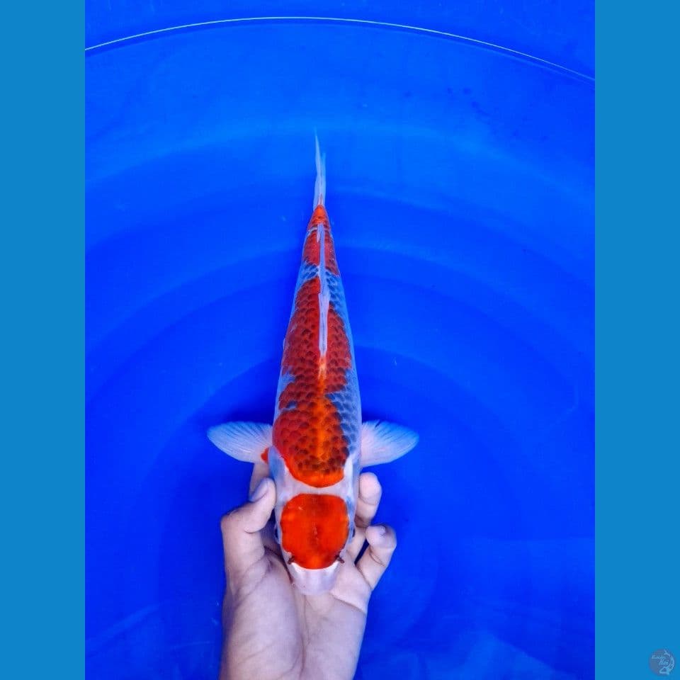 maruten goshiki 35Bu female