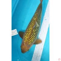 Male 46cm ring oke