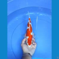 kohaku ginrin 31 cm