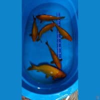 karamel 35-26 cm
