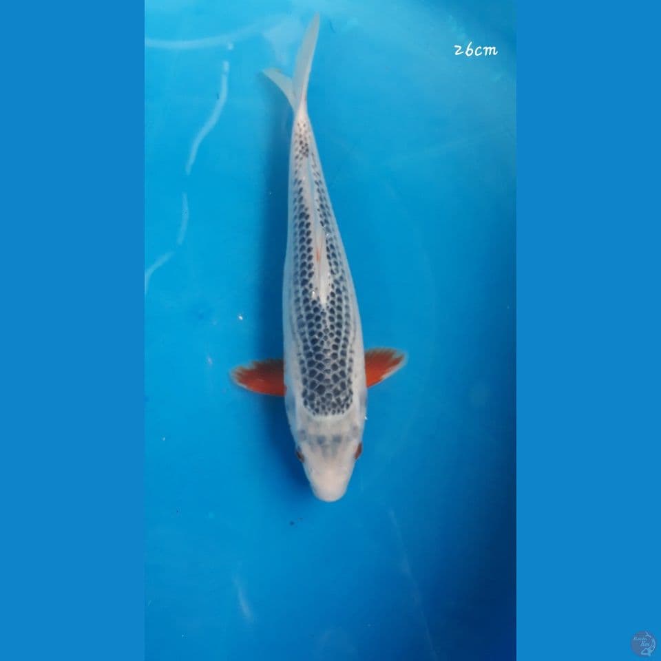 Asagi 26cm