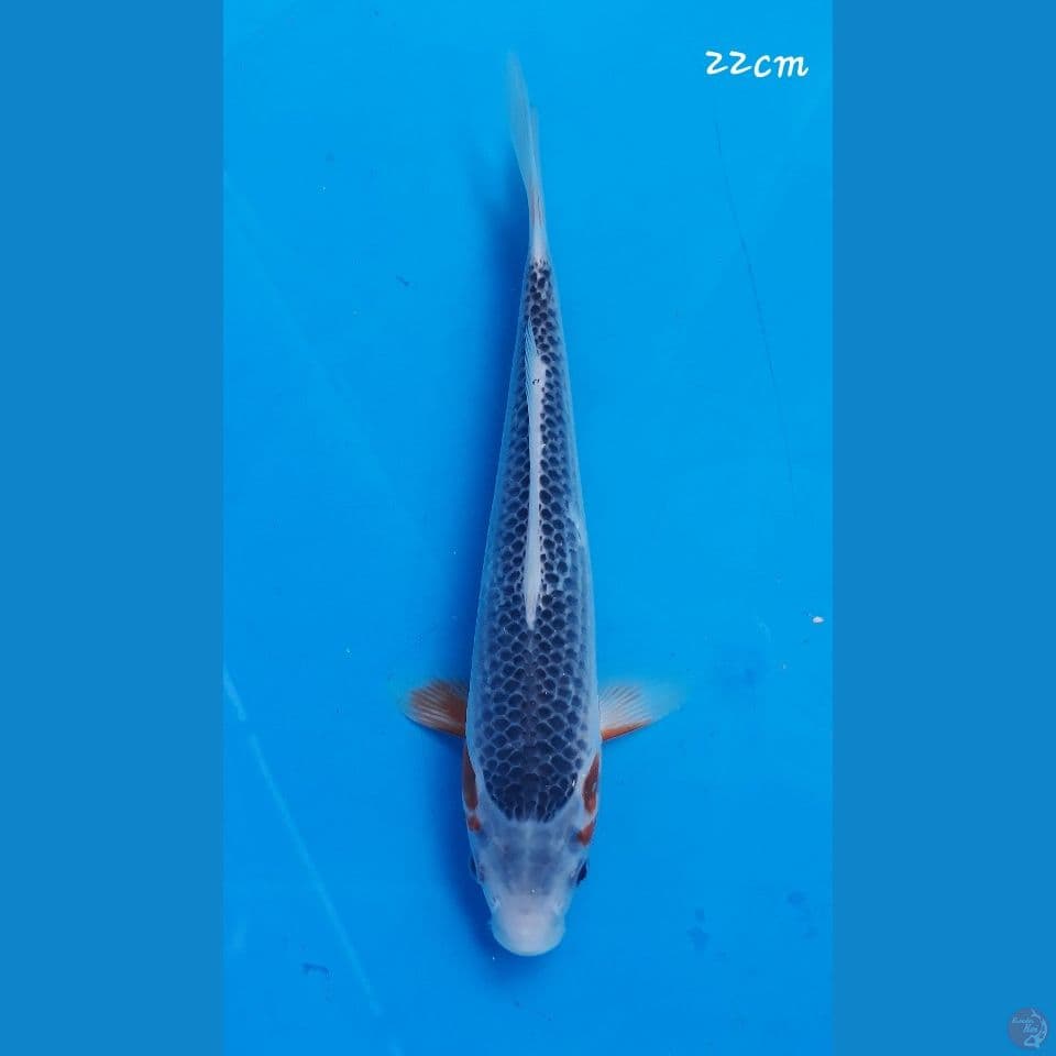 Asagi 22cm