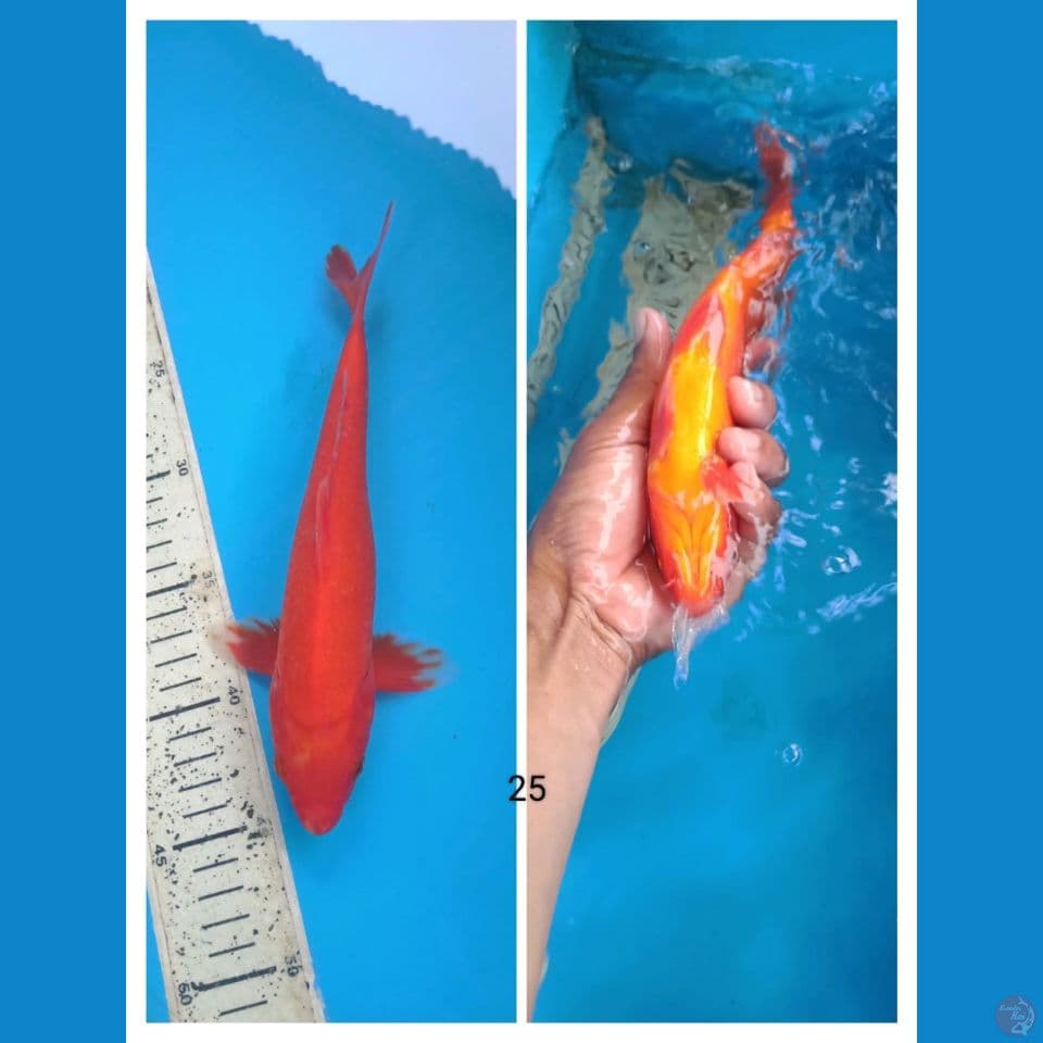 aka hajiro 25cm