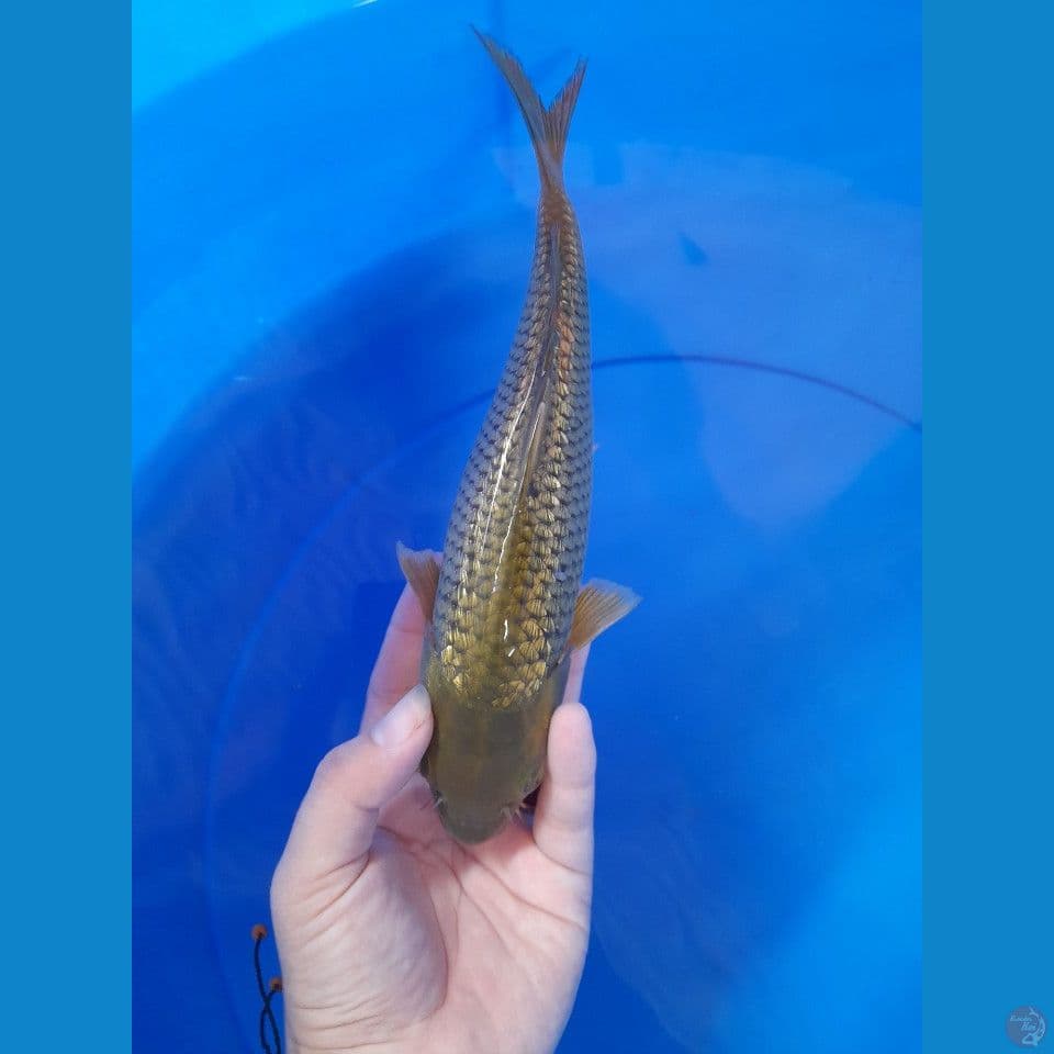 23cm Midori gindrin