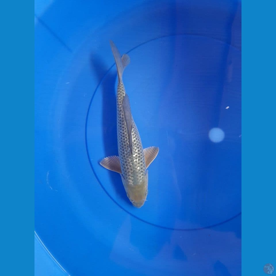 29cm Suragoi gindrin