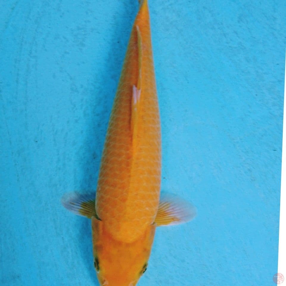 KARASI 36 CM