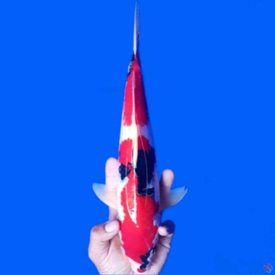 showa 32cm