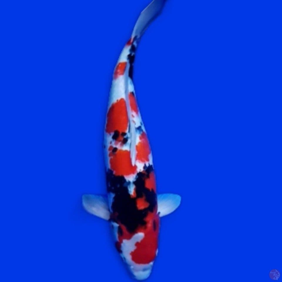 showa 45cm