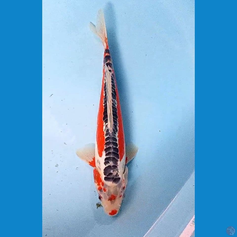 30 cm hana sushui