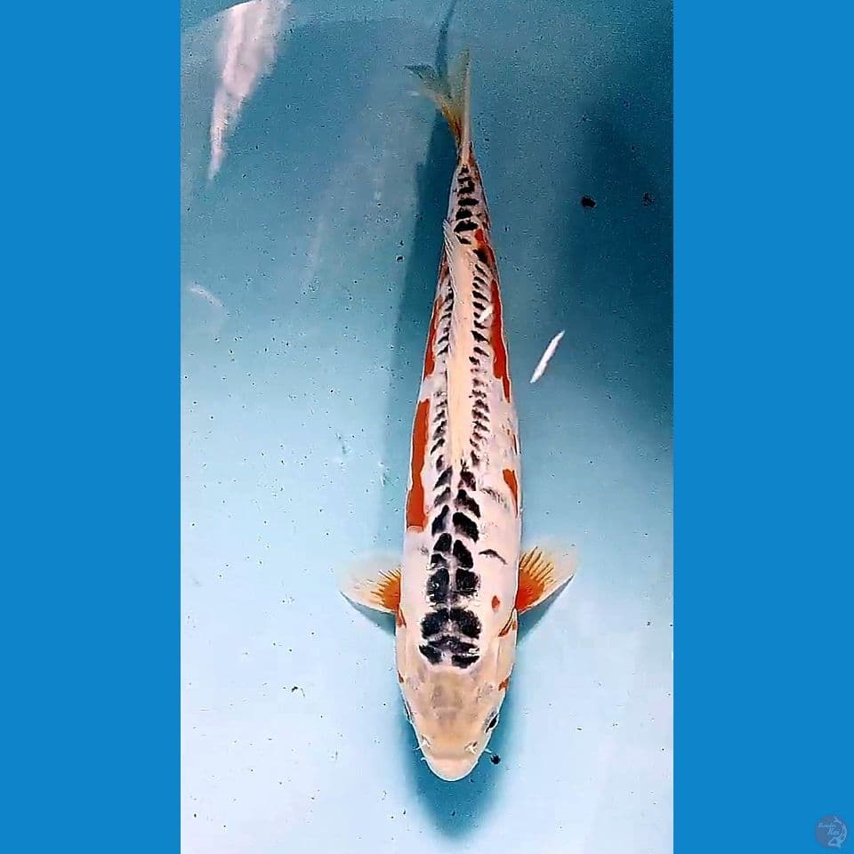34 cm hana sushui
