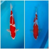 All Male 36cm Kohaku