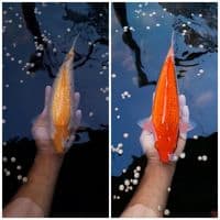 all Male 33 34cm Karashi Ginrin & Red Karashi 