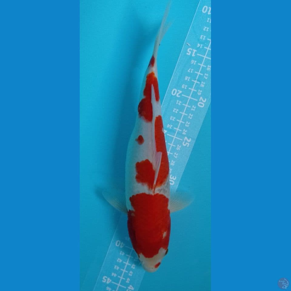 kohaku 30 cm