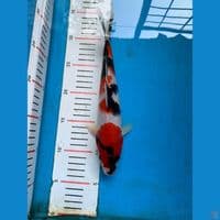 showa sanshoku 26cm