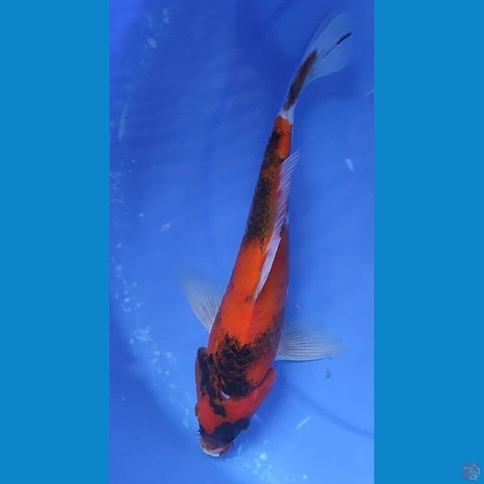 HiShowa 28 cm Jantan