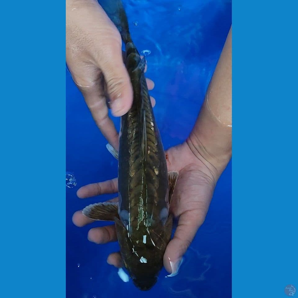 Chagoi DOITSU Aragoke Tooopp 33.5 cm Female 
