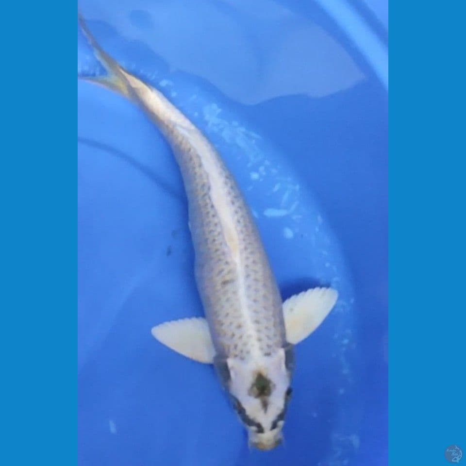 Mukasi Golden 32 cm Jantan 