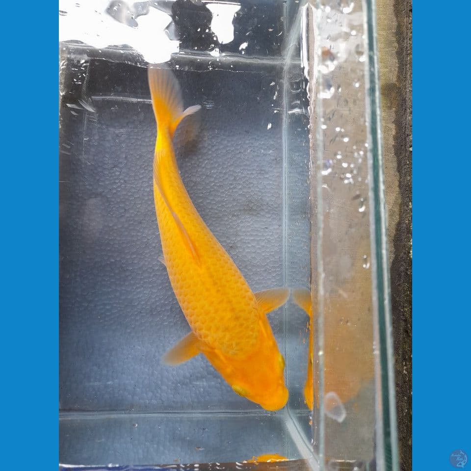 27cm red karasi Quality
