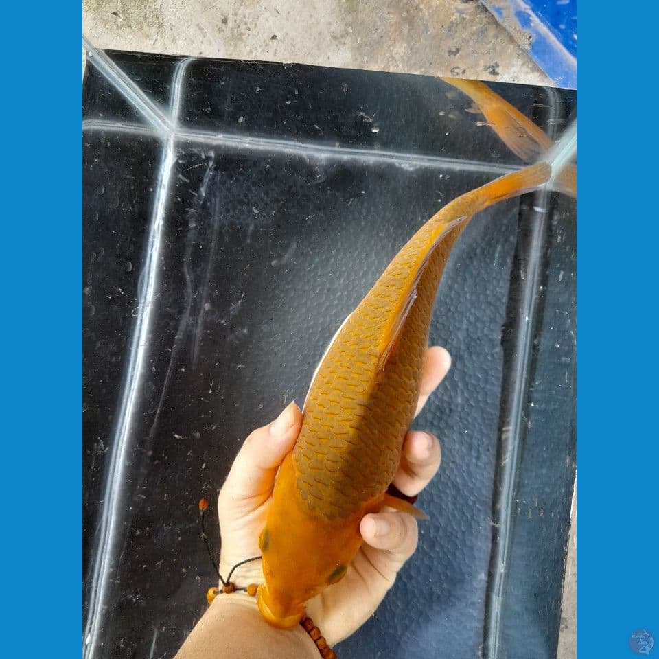 25cm caramel calon SAE