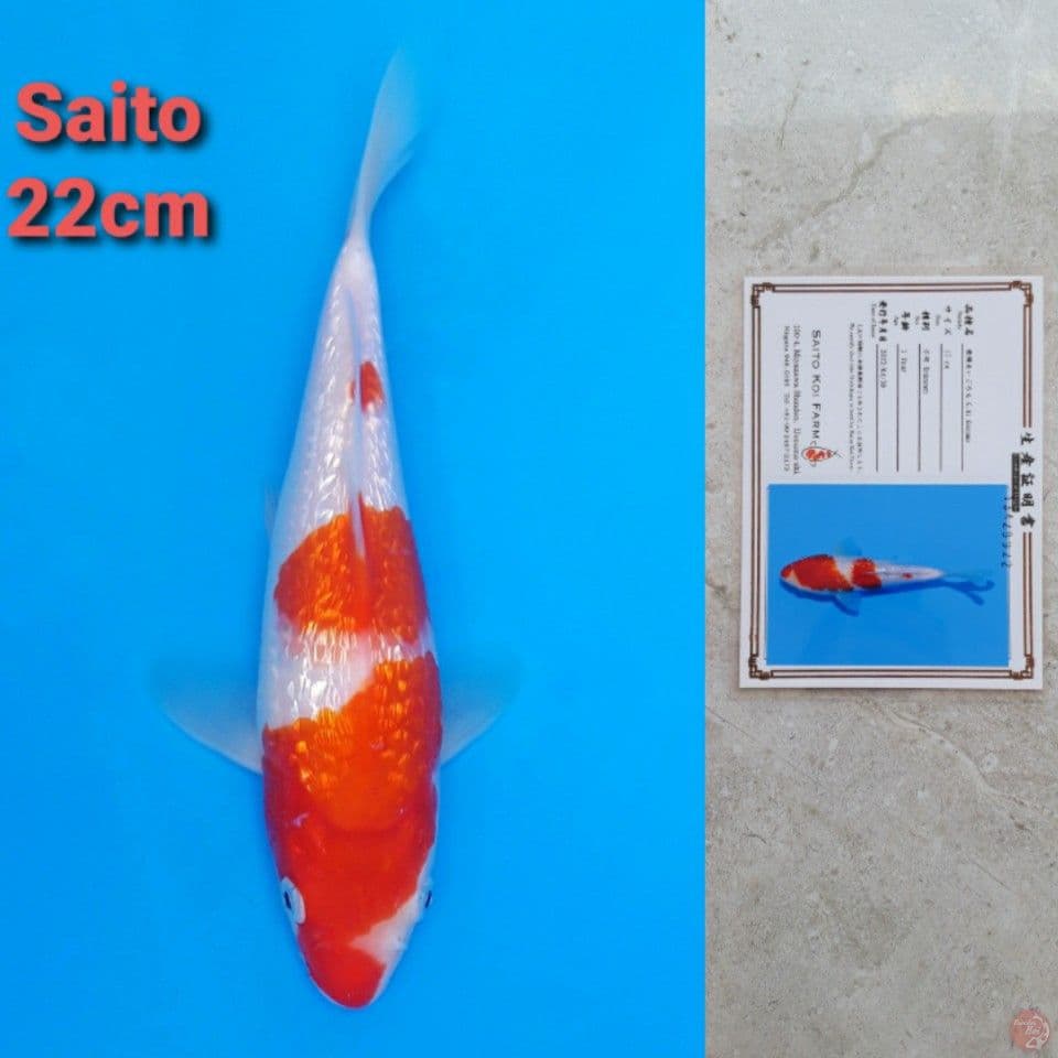 SAITO KOROMO GINRIN 22CM SERTI