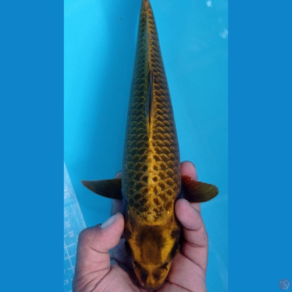 mukasi ogon 32cm