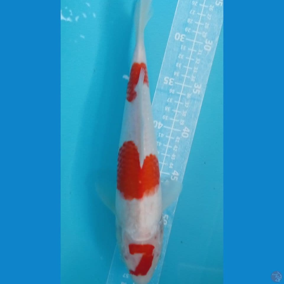 kohaku juju 32cm