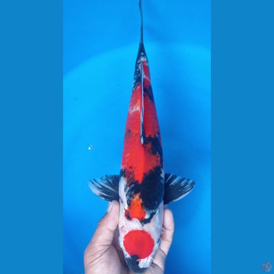 maruten showa 42 cm