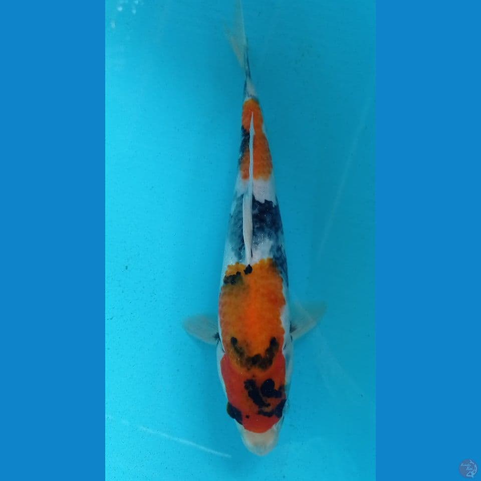 showa 30cm