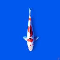 showa 32 cm