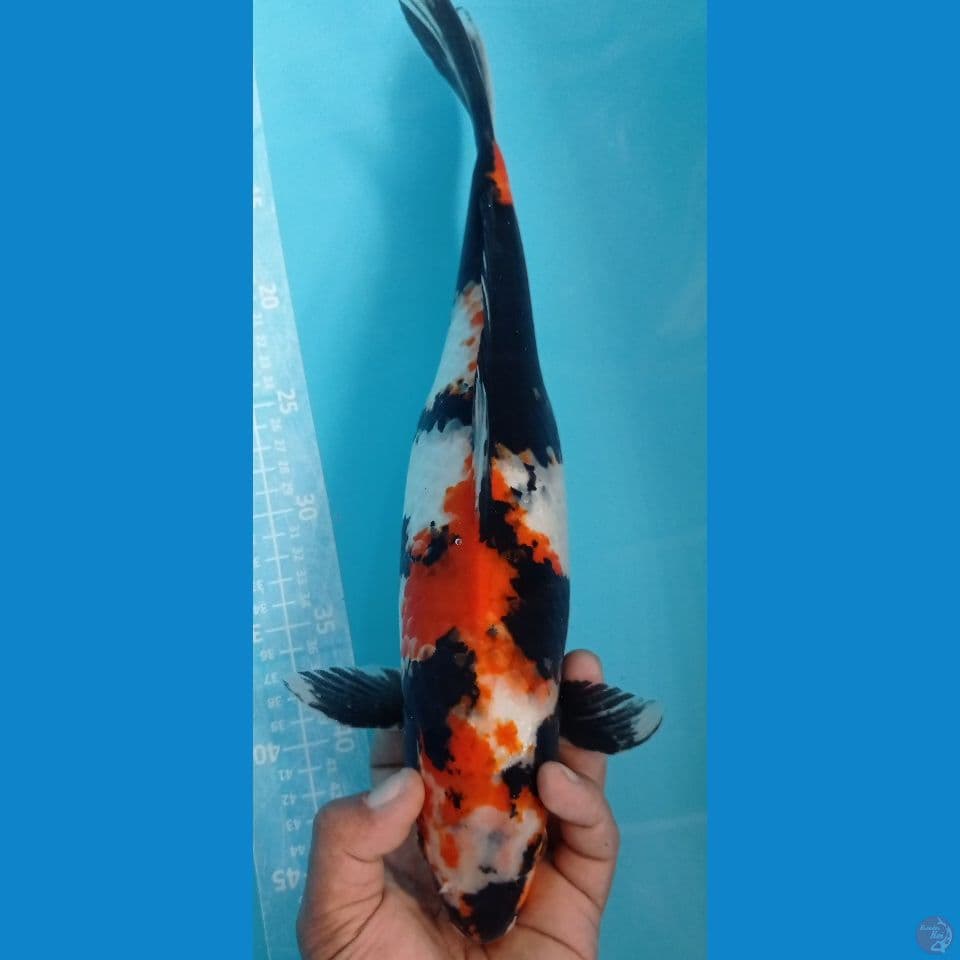 showa 40cm