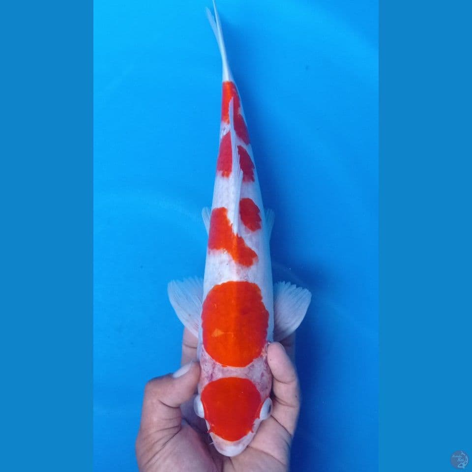 kohaku 38cm