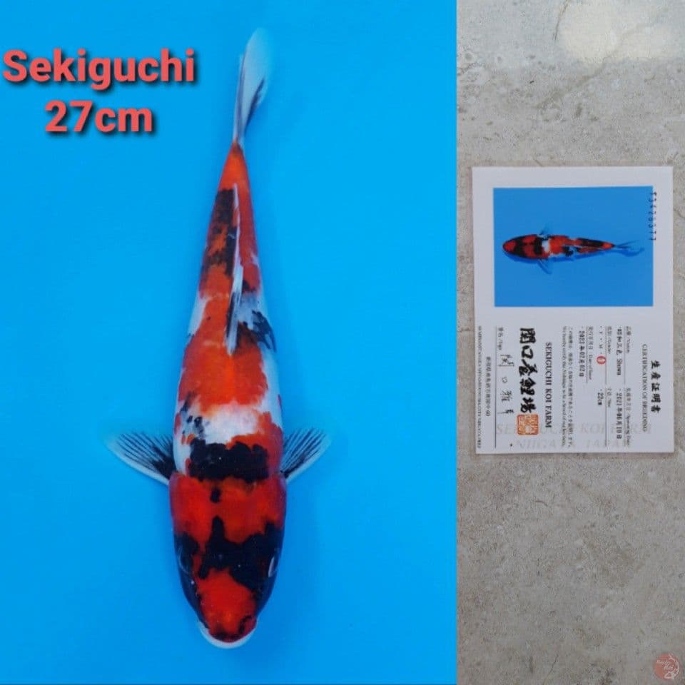 SEKIGUCHI SHOWA 27CM SERTI