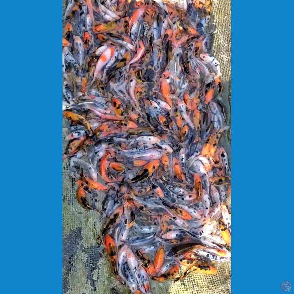 Doitsu Sanke Bekko mix 5-10cm 350 ekor
