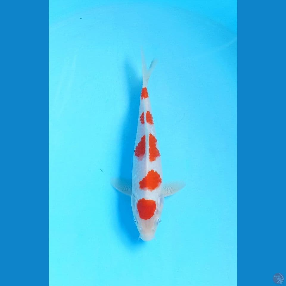 Kohaku 20cm