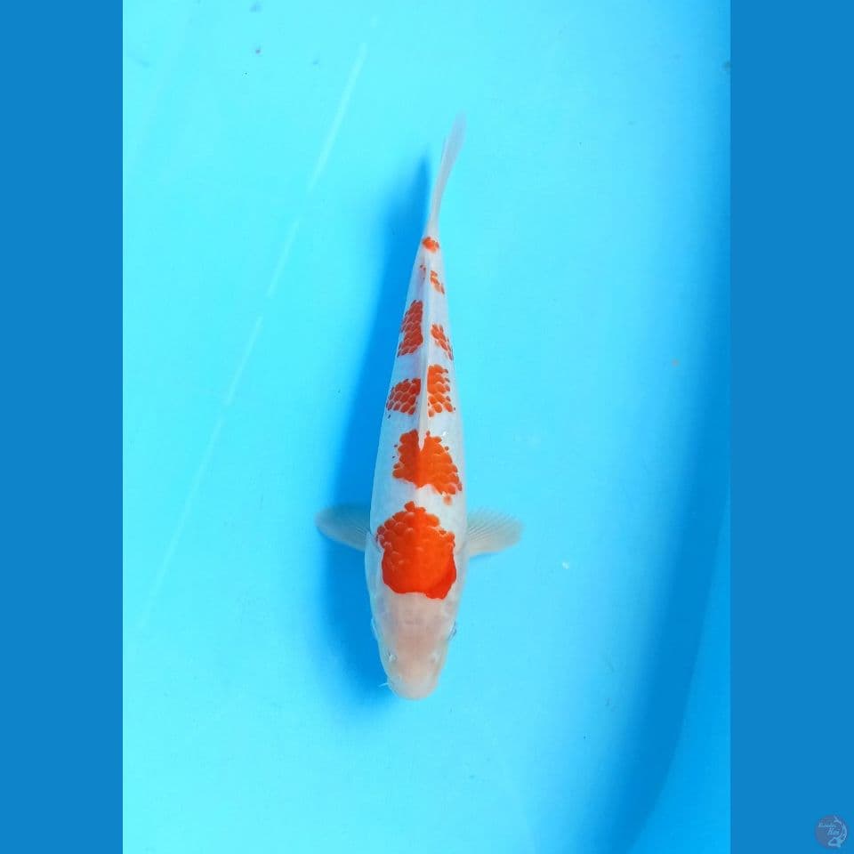 Kohaku 28cm