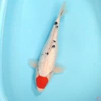 Tc. Sanke Ginrin padat.. 37cm. female